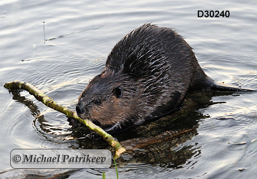 North American Beaver (Castor canadensis)